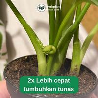 Gambar Workplant - Plant Growth Booster Serum Tanaman Hias Untuk Membantu Optimalkan Pertumbuhan & Mempercepat Tumbuh Tunas - Growth Booster dari workplant official Kota Surabaya 3 Tokopedia