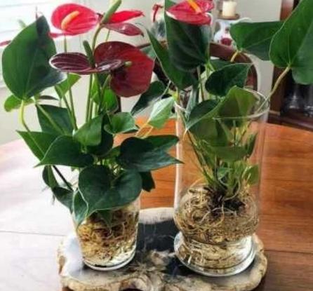 Tanaman Hias Anthurium Bunga Merah-tanaman hijau palsu 1
