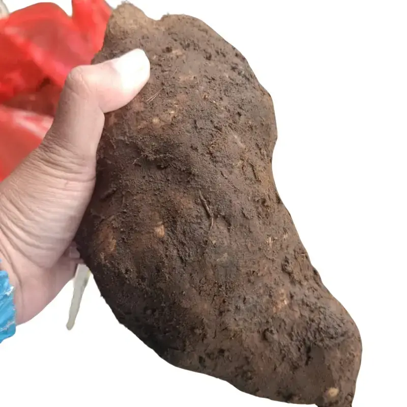 Ubi Yacon Asli Wonosobo SUPER (stok terbatas) 1