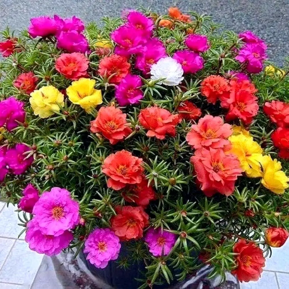 500 Biji Benih Krokot Mix Warna Warna Bungan Moserose Kualitas Unggul untuk Taman Cantik dan Menarik