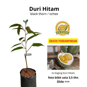 Bergaransi AA Kadu Bibit Durian Duri Hitam Black Thorn Ochee Premium OkuLasi Tersertifikasi Daya Hidup Tinggi