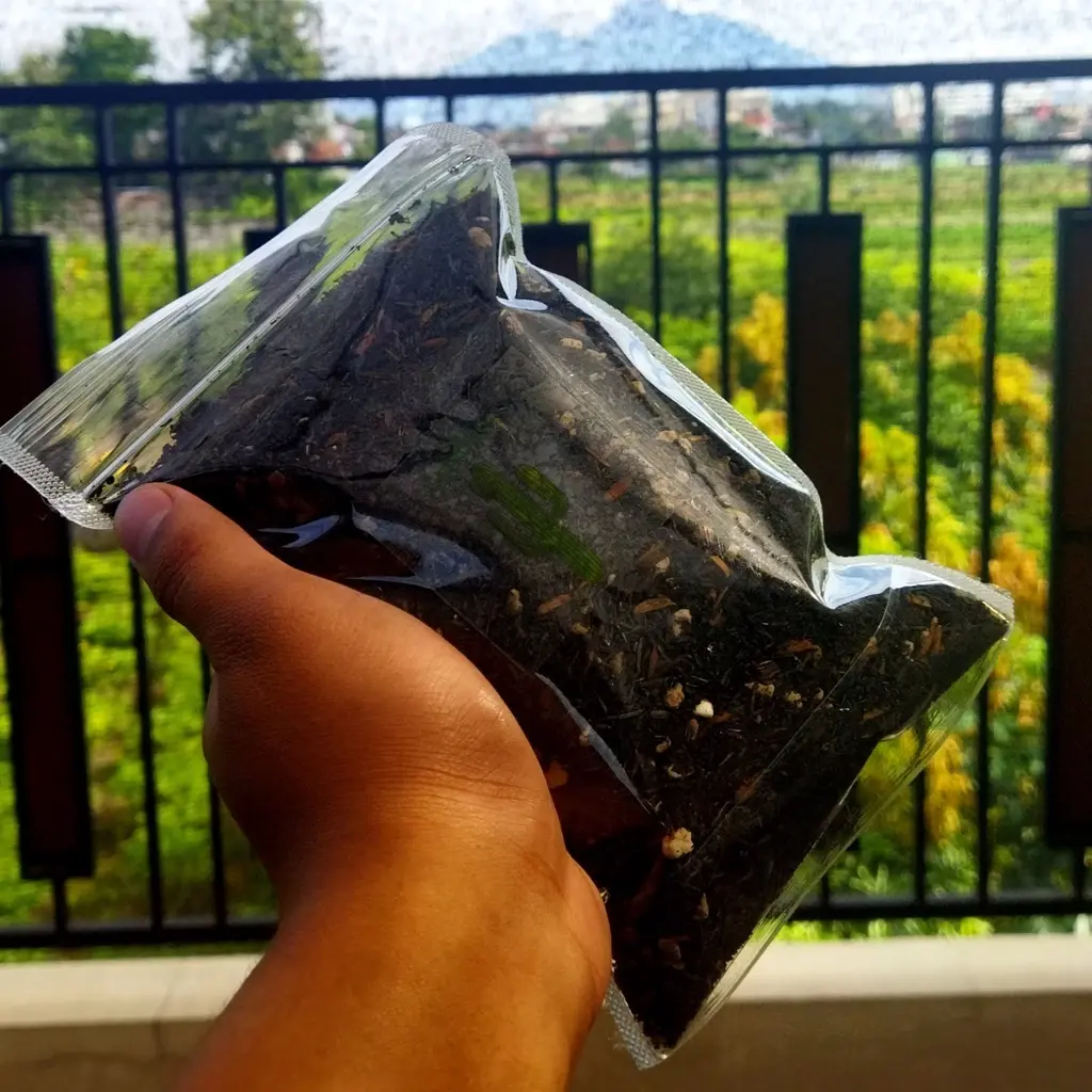 Media Tanam Kaktus Sukulen Mini Terbaik Tidak Mudah Busuk Murah 250 gram