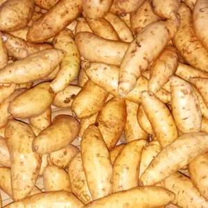 ubi madu cilembu mentah 1kg isi banyak (15-18 biji) ORIGINAL (Manis legit)