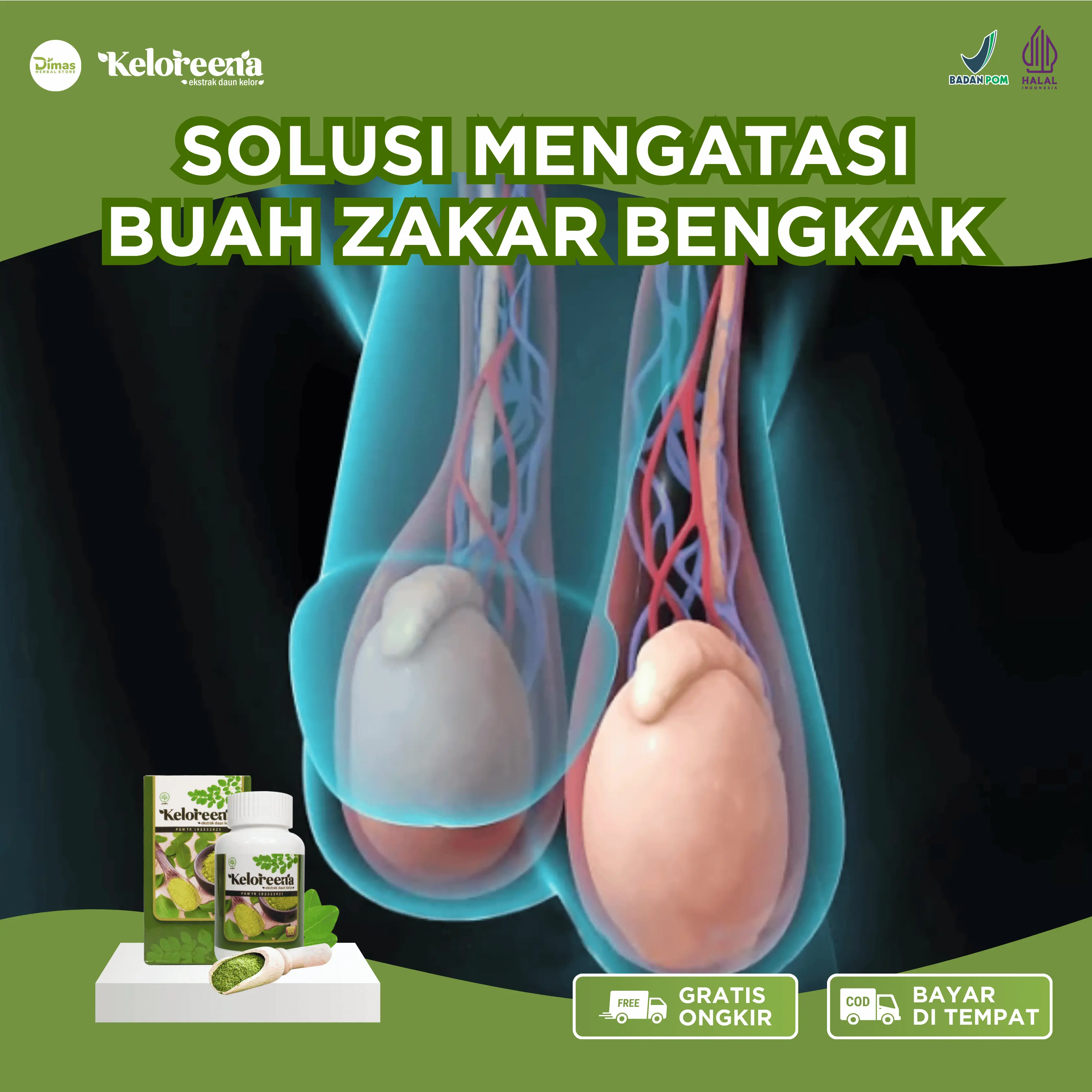 Keloreena - Buah Zakar Bengkak, Hernia Turun Berok, Testis Bengkak, Nyeri Testis, Hidrokel Varikokel, Penghilang Benjolan Di Buah Zakar Asli Original