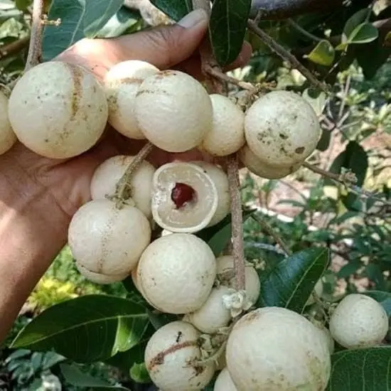 BIBIT KELENGKENG MATALADA SUPER  KUALITAS NOMOR SATU, HASIL OKULASI SETEK JADI LEBIH CEPAT BERBUAH BAGUS BUAT TABULAMPOT MAUPUN DI TANAH LANGSUNG Tanaman 1