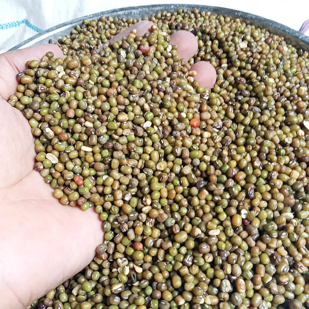 Kacang hijau 1kg peyek /isian kue / roti kacang /pakan dll