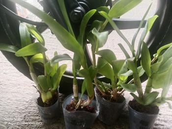 Product Review of RIEKE ARTIFICIAL PLANT ANGREK CATTY 6 PCS - KUALITAS TERJAMIN ESTETIK from J**w 0