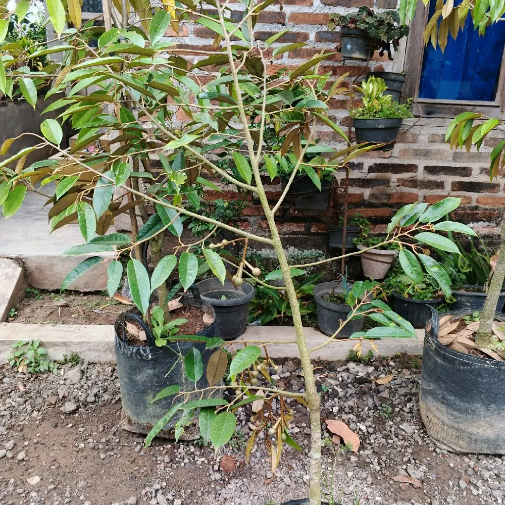 Bibit durian berbunga hasil okulasi. berbunga alami tinggi 1.5mt