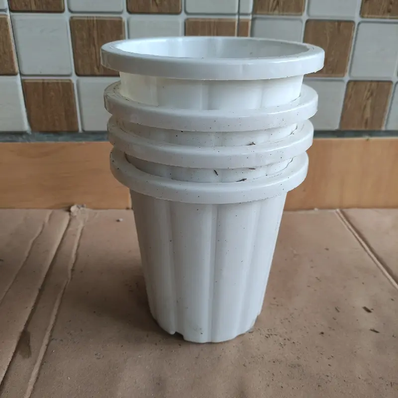 Pot aglonema (Co live paket 150) 0