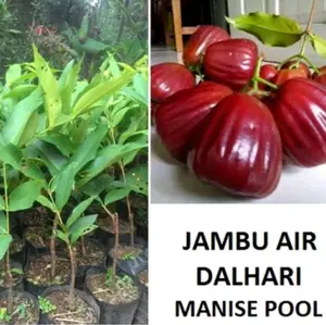 bibit tanaman jambu air dalhari asli valid unggul hasil okulasi siap dipesan