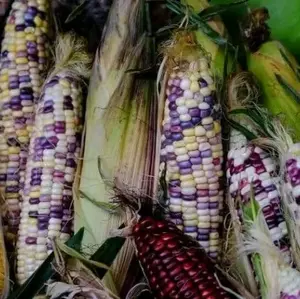 jagung ketan batik manis pulen