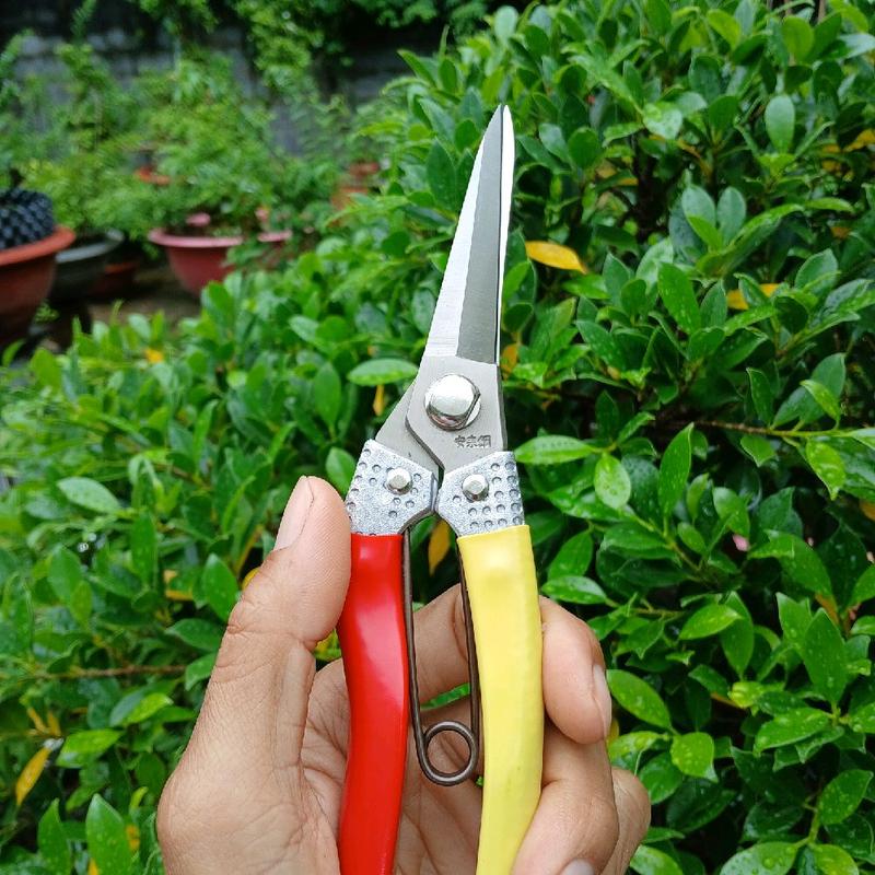  kéo tỉa cành cây chicosen nội địa nhật  chuyên cắt gọn tán cây bonsai cây cảnh 