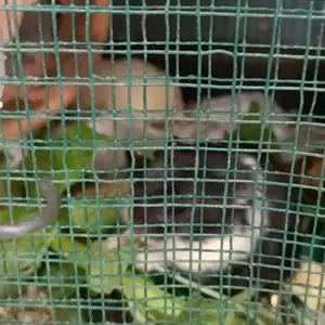 MAKANAN HAMSTER PREMIUM MIX 1KG, BONUS POPCORN, TANPA PELET & BEBAS KUTU!!