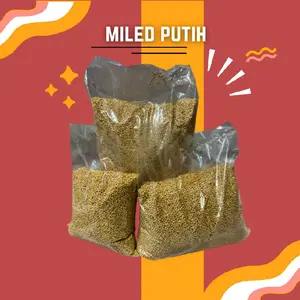 Miled putih dalam kemasan 250g