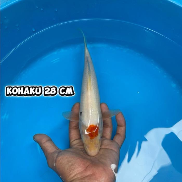 Gambar inazuma kohaku dari cemani farm koi Kota Administrasi Jakarta Selatan Tokopedia