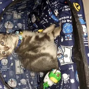 AERIZOO Kantong Plastik Poop Kotoran Kucing Anjing Kantong Sampah Praktis & Mudah Digunakan Bahan Berkualitas Tinggi Tahan Air