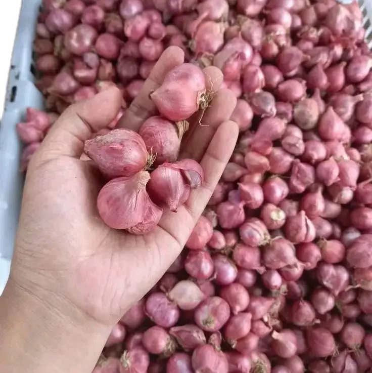 Bawang Merah Kering 1Kg  Spices-Bumbu Dapur Kering-Rempah Bumbu Masak Food Masakan Lezat 6