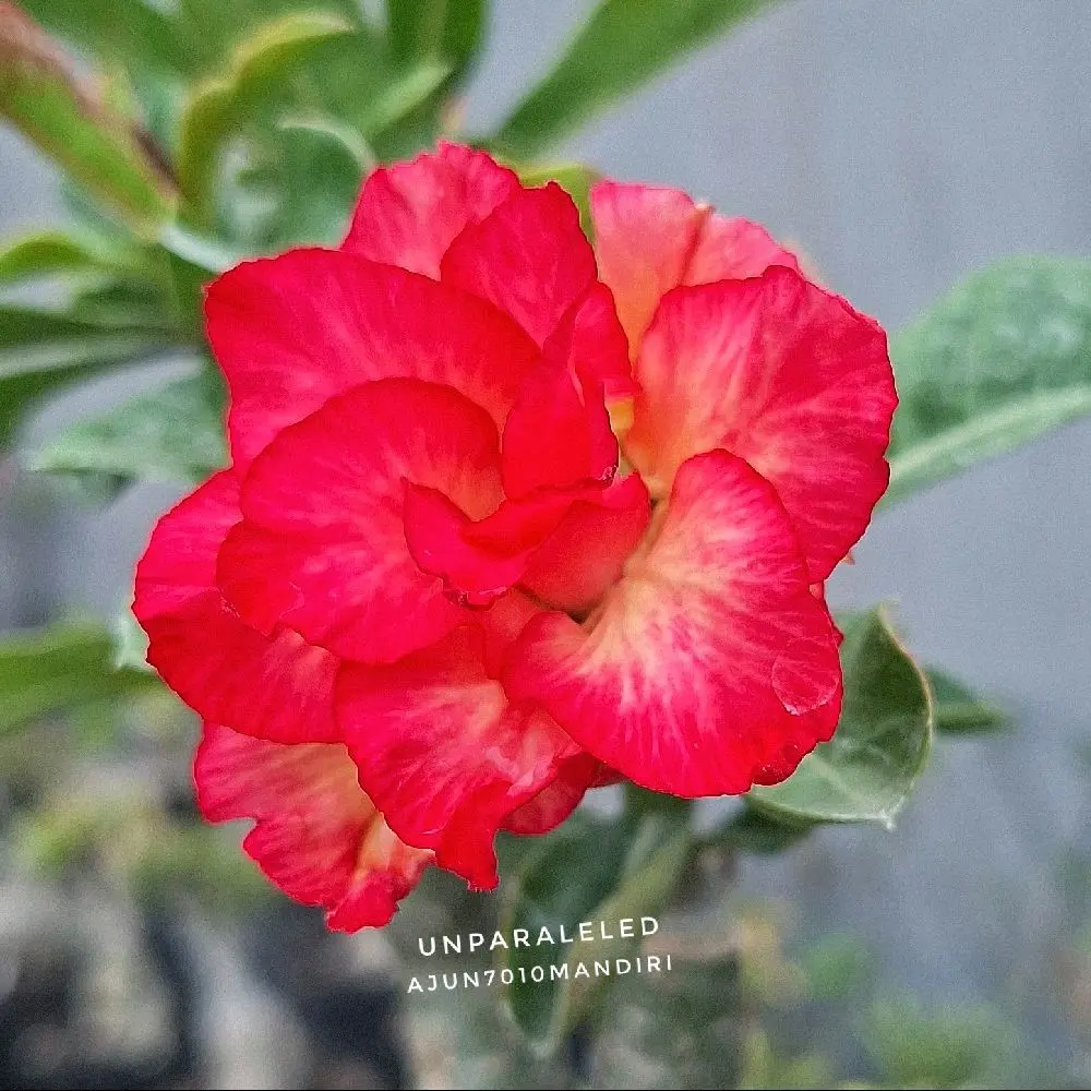 Bibit Tanaman Adenium Grafting bunga tumpuk (Co Live) dengan Pot dan media