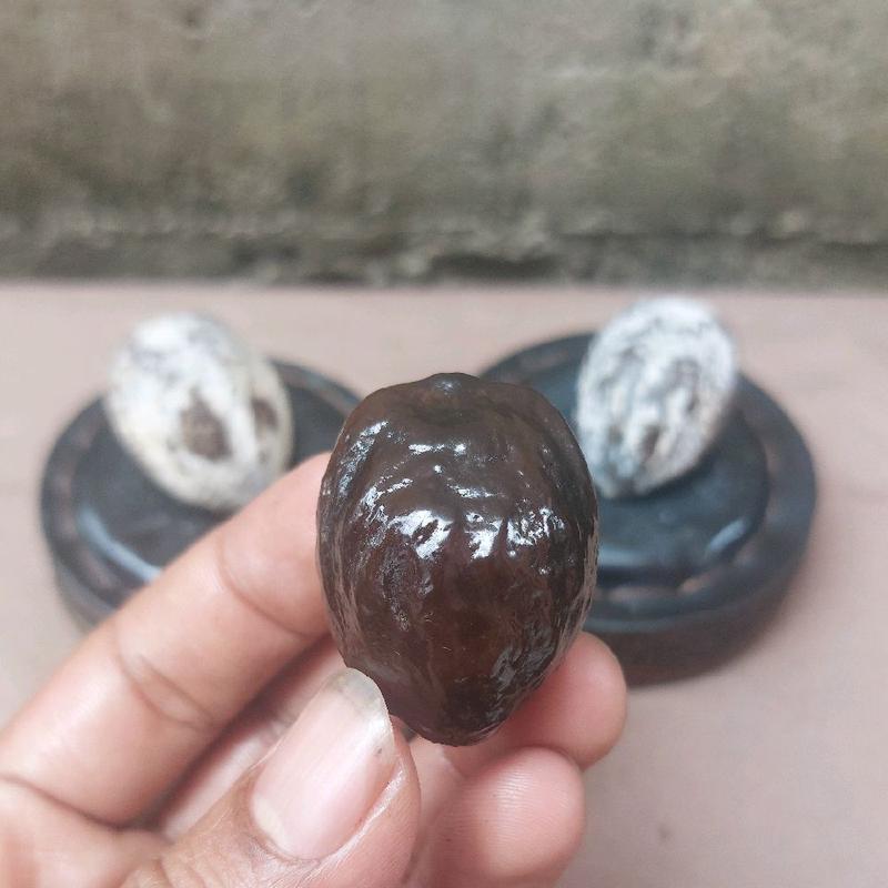 Muncang JAYANTI anak si pait asli ( mentah ) 2