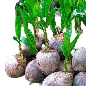 1 pcs bibit kelapa kopyor genjah