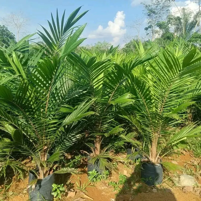Pupuk Anorganik Jp86. kandungan Magnesium tinggi dan Unsur N.P.K.S+TE .di gunakan untuk semua tanaman keras maupun lunak. bentuk Butiran granul warna biru dan mudah larut. 6