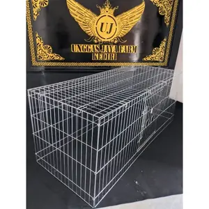 Ready!! KURUNGAN  UMBARAN AYAM JAGO BANGKOK