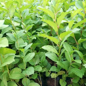 paket 2 bibit pohon bidara arap untuk kesehatan / pohon bidara arab untuk rukyah / pohon bidara arab penangkal jin/ pohon bidara arab untuk kesehatan_artificial Daun( tinggi 30- 40 cm )
