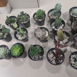 batu zeloit warna putih hiasan pot