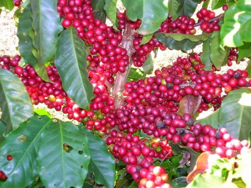 5 Bibit Benih Kopi Robusta Super Unggul 2