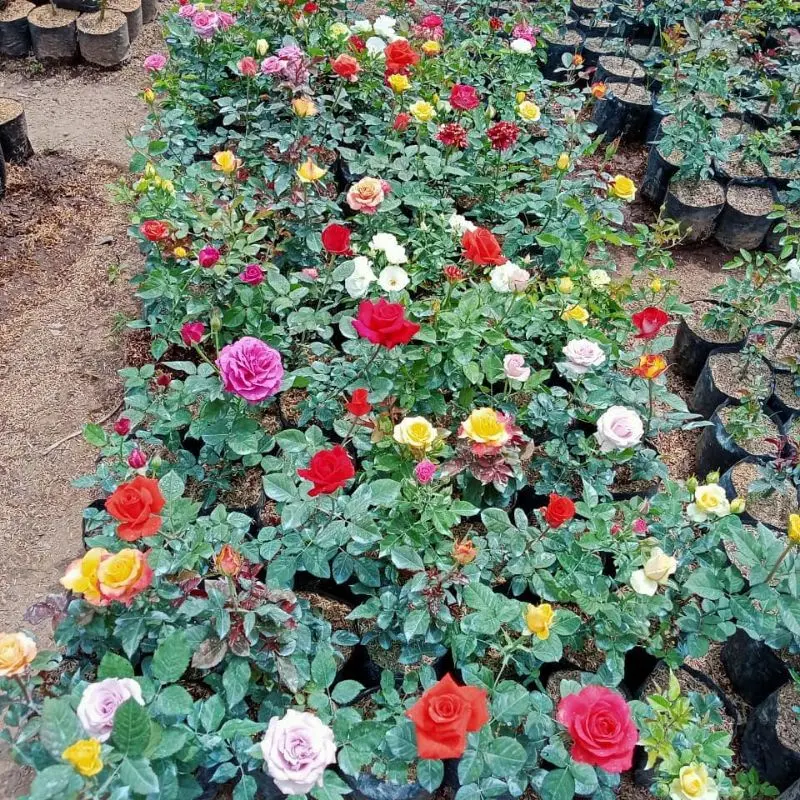 (Mawar Jumbo Super Wangi Berbunga) Artificial Plant