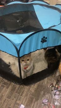 Product Review of KALUNG KUCING ANTI KUTU BAHAN PRUSIK LONCENG 3 BELL NYARING AWET COCOK UNTUK KITTEN/JUNIOR READY from E**s 1
