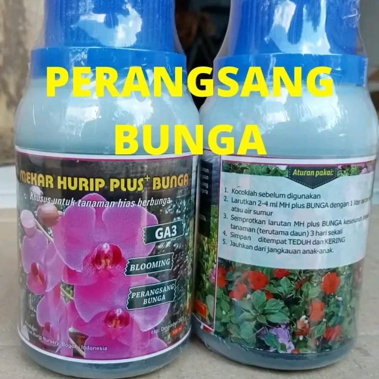 obat perangsang cepat  ber bunga