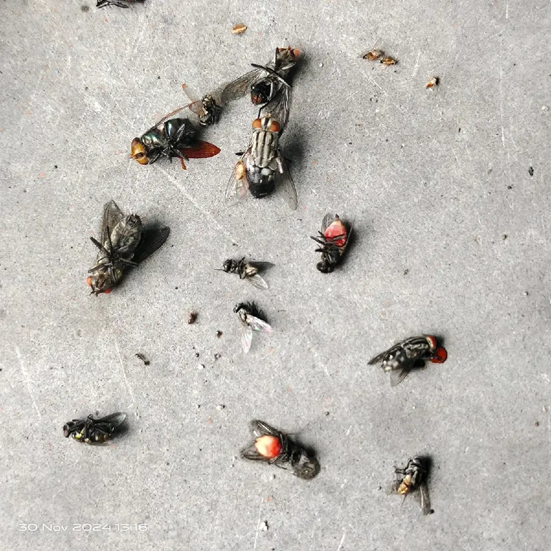 Bye-bye Lalat! Pembasmi Lalat Paling Ampuh, Dijamin Original! 6