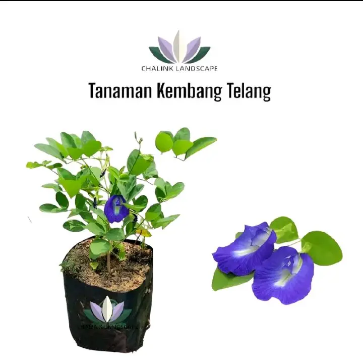 Tanaman hias bunga telang - pohon kembang telang