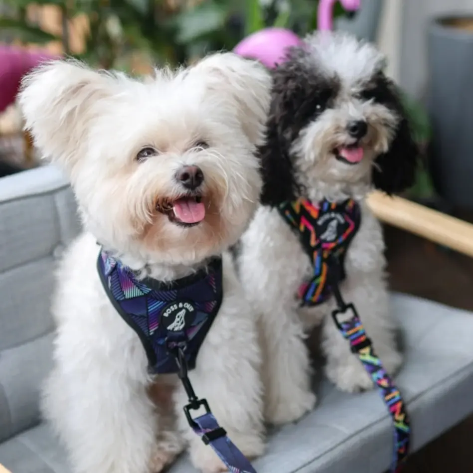 Boss & Olly - Adjustable Harness - Aztec Rainbow & Midnight Dreams