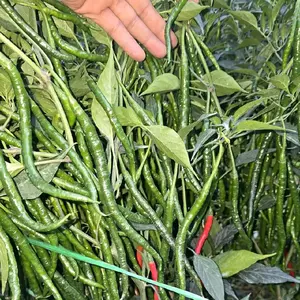 10gr Bibit Cabe Lokal Ateng Siboras Berkualitas Tinggi dan Tahan Penyakit
