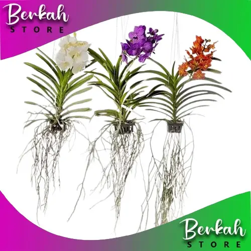 PAKET 3 WARNA ANGGREK VANDA SIAP BERBUNGA DEWASA