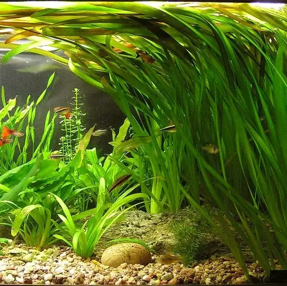 replika velisnaria spiralis media wabikusa hiasan aquarim dekorasi aquascepe