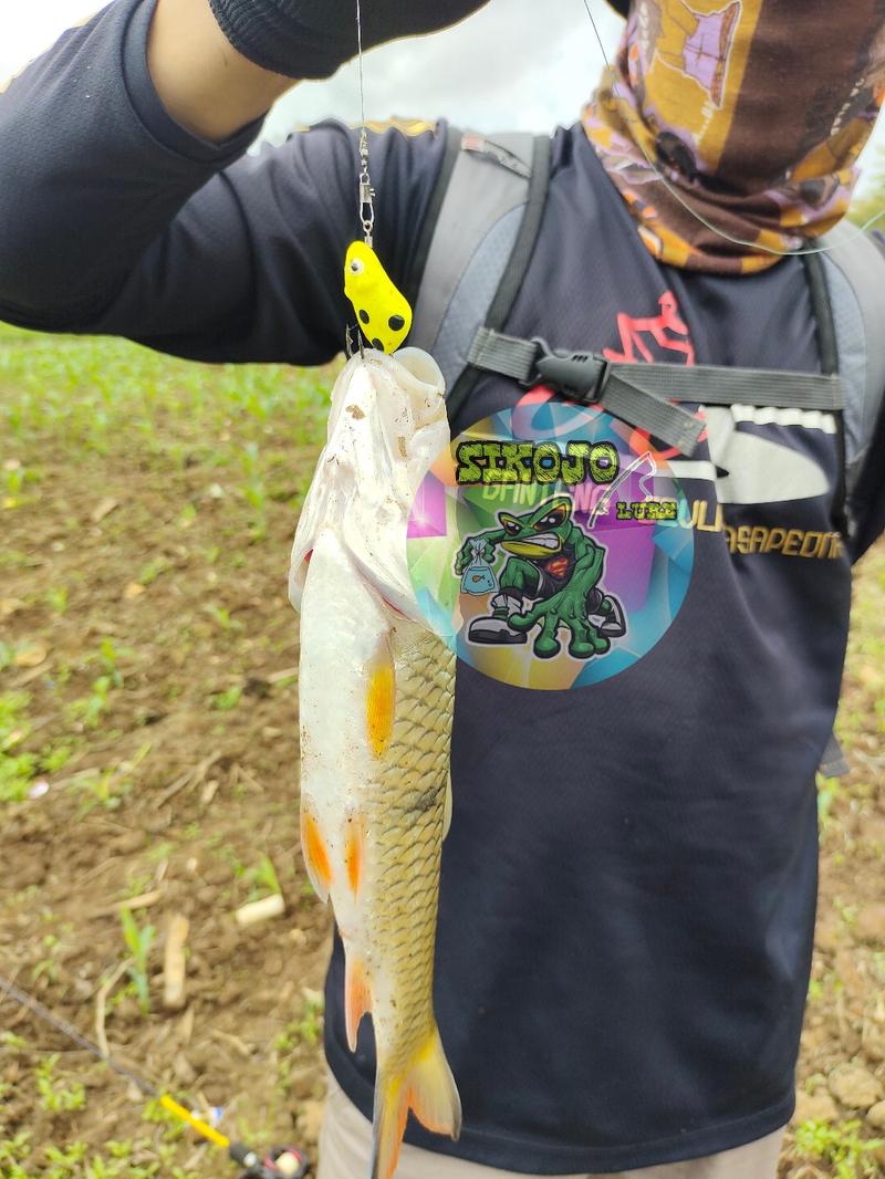 Product Introduction of Lure Soft Frog Mini umpan pancing Ukuran 3cm Berat 5grm Untuk Mancing Casting Ikan Gabus 13
