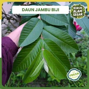 Daun Jambu Biji Segar 100 Lembar