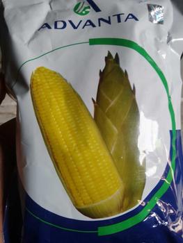 Product Review of Benih Jagung Manis MADU-59 F1 isi 250gr dari ADVANTA from w**p s**9 0