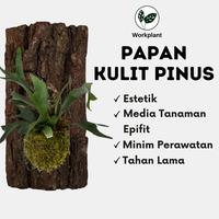 Gambar Workplant - Papan Kulit Pinus Untuk Anggrek Tempel Tanaman Epifit & Hiasan Dinding - Kecil dari workplant official Kota Surabaya 1 Tokopedia
