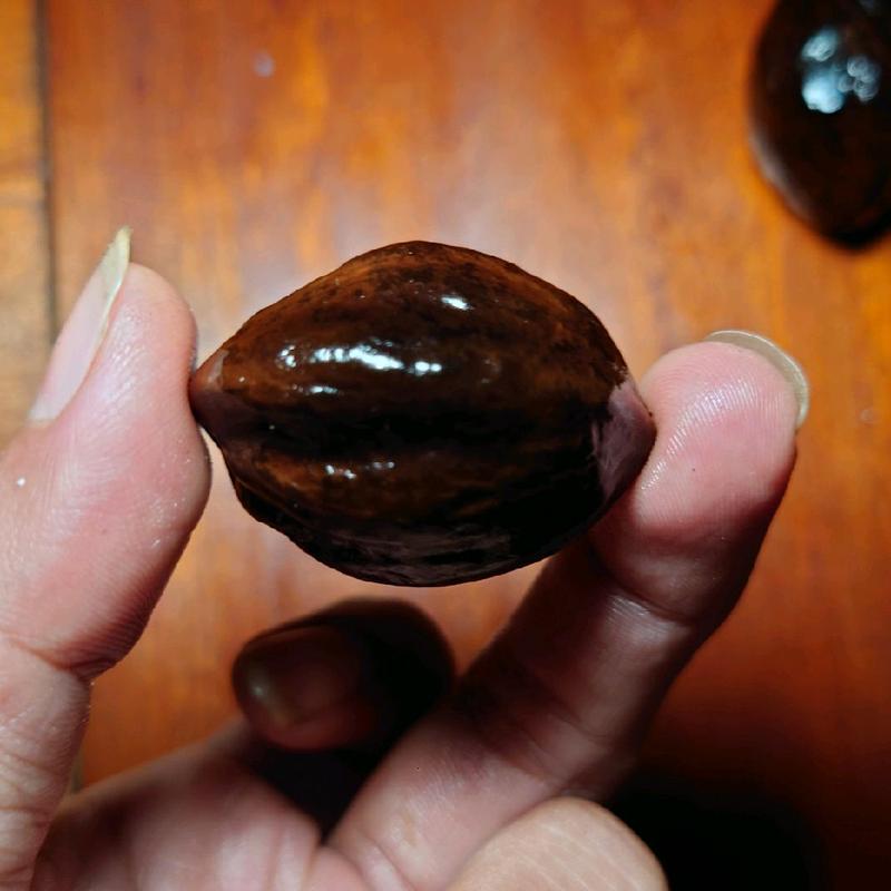 Muncang MARJUDI original jawa 4