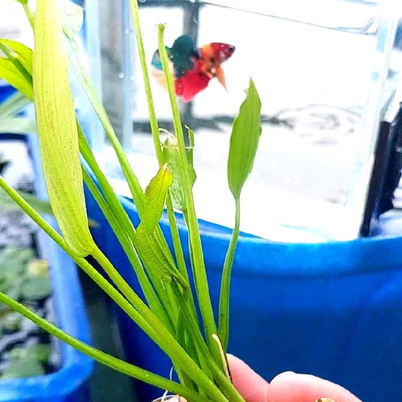 Cây Thủy Sinh Lan Nước Dễ Trồng kèm Betta koi nemo Không Cần CO2 Tạo Khí Oxy Lọc Nước Hiệu Quả Làm Trang Trí Bể Cá Thủy Sinh Dễ Chăm Sóc