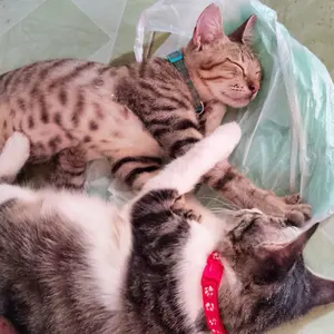 Pasir Gumpal Kucing Bentonite Cat Litter 5L - Odor Contro!Multicolor untuk Anjing dan Kucing