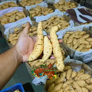 ubi madu Cilembu asli ukuran baby/mini 1 kg isi 13-20 biji