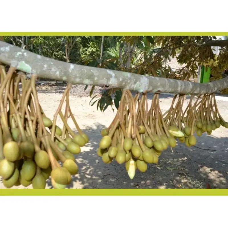 Pupuk super grow membantu meningkatkan hasil pertanian anda. Tanaman 4