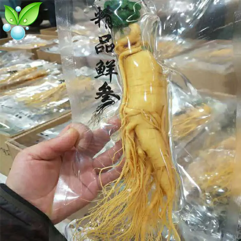 gingseng / root vacum / segar / akar ginseng 100g