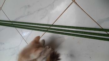 Product Review of Plant Stake 11 mm x 150 cm Ajir Tanaman Takiron Penyangga Turus Modern Lanjaran from b**️ 0
