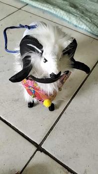 Product Review of miniatur domba Garut ukuran jumbo, boneka domba, aksesoris mainan anak, domba Garut, mainan anak, miniatur domba Garut murah, miniatur domba Garut terlaris from m**4 0